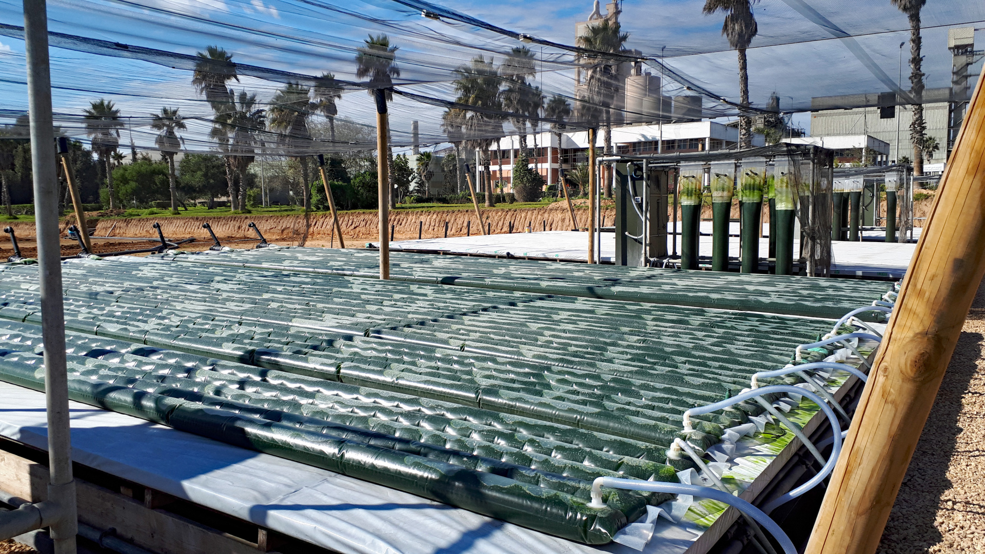 Algae Project Safi Morocco.
